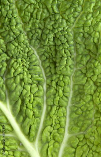 kale closeup 2