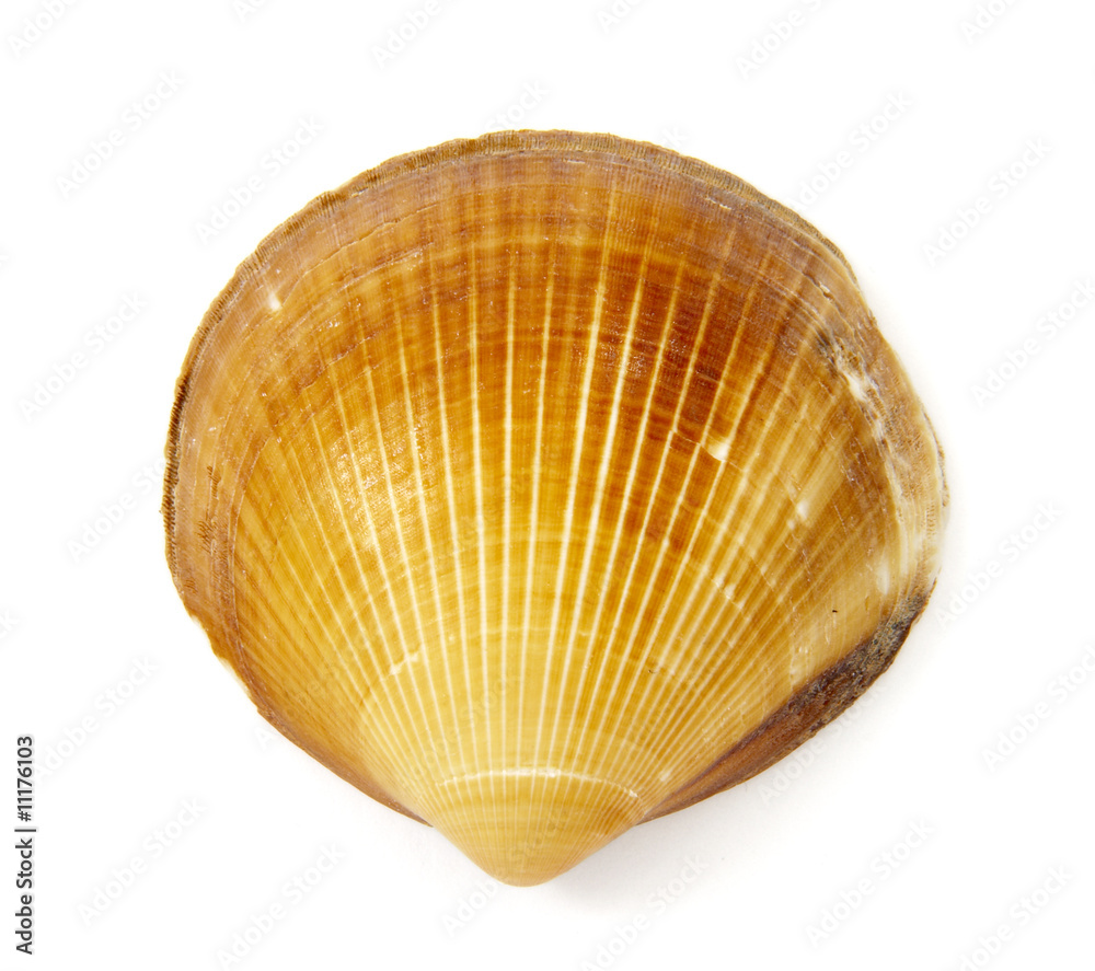 shell 2