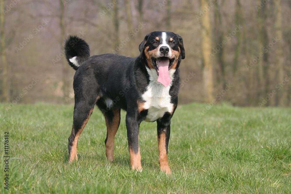 Bouvier d'Appenzell à la campagne Stock Photo | Adobe Stock