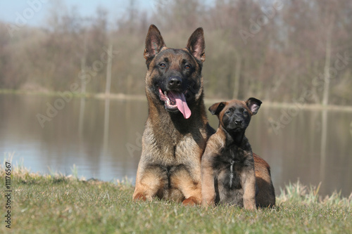 famille berger belge malinois assis  au bord d'un lac photo