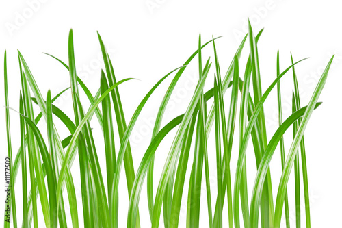 grass background