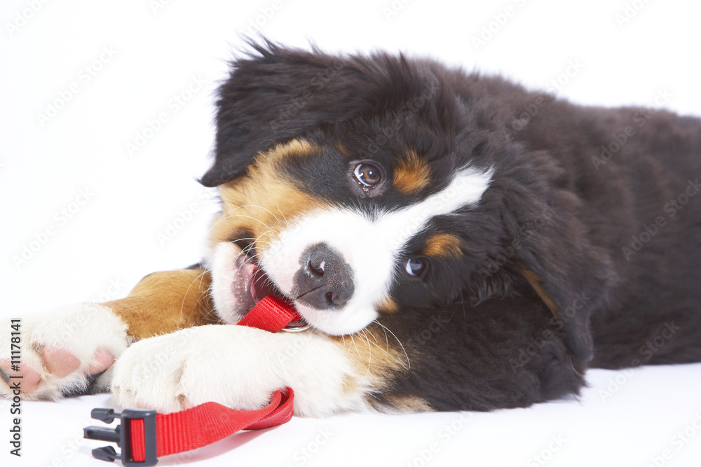 Fototapeta premium berner sennen hund baby