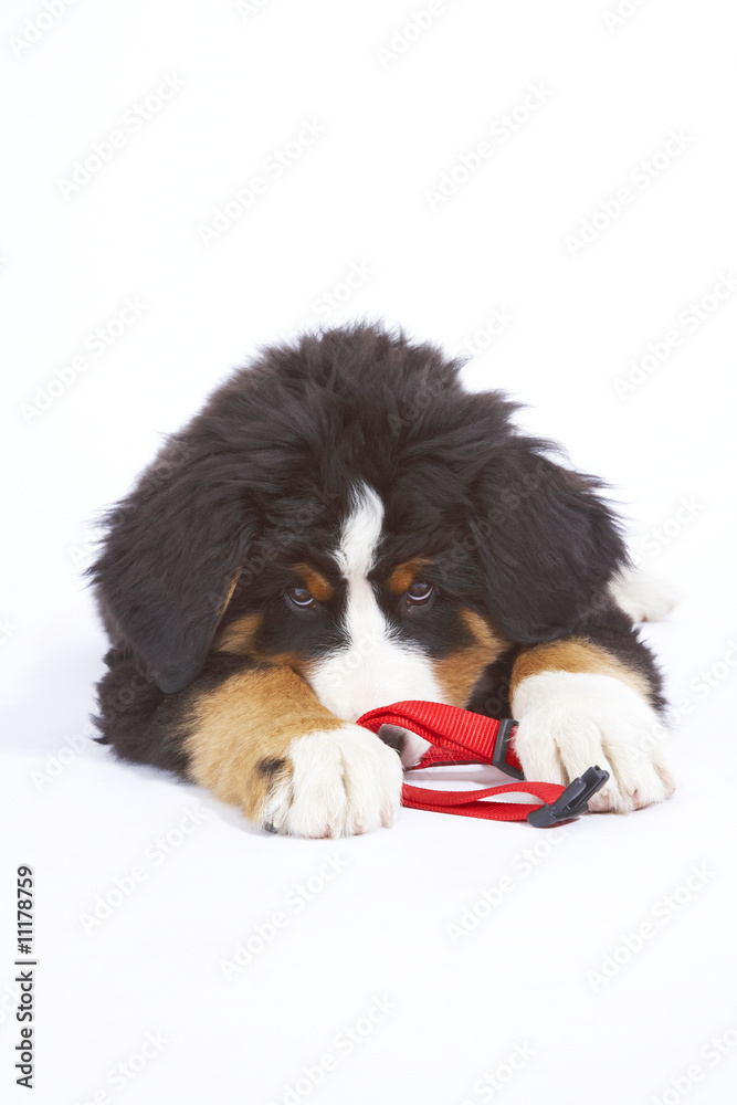 hundewelpe hundewelpe