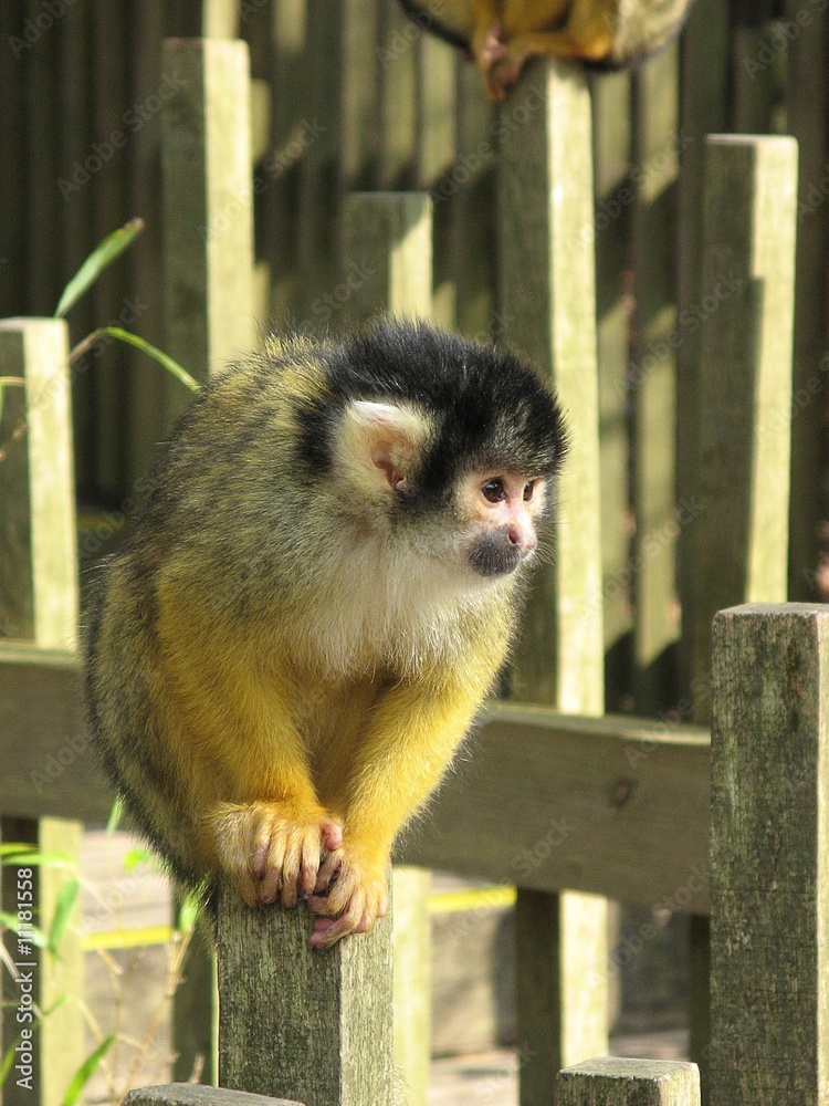 Fototapeta premium singe