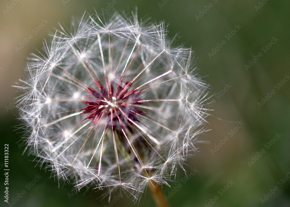 Fototapeta premium Dandelion Seed Head