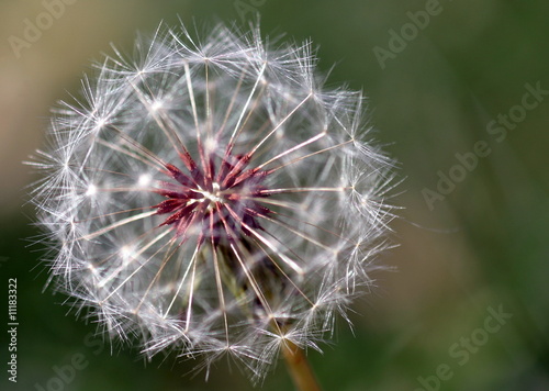 Dandelion Seed Head