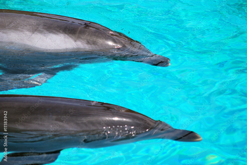 Fototapeta premium Dolphins side by side