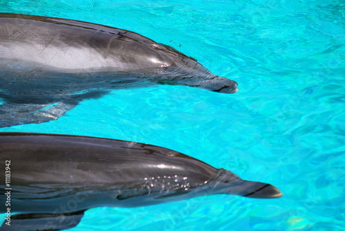 Dolphins side by side