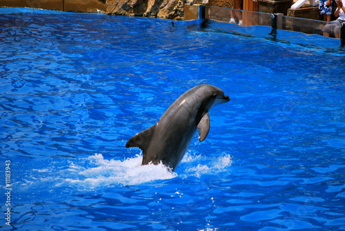Dolphin upright