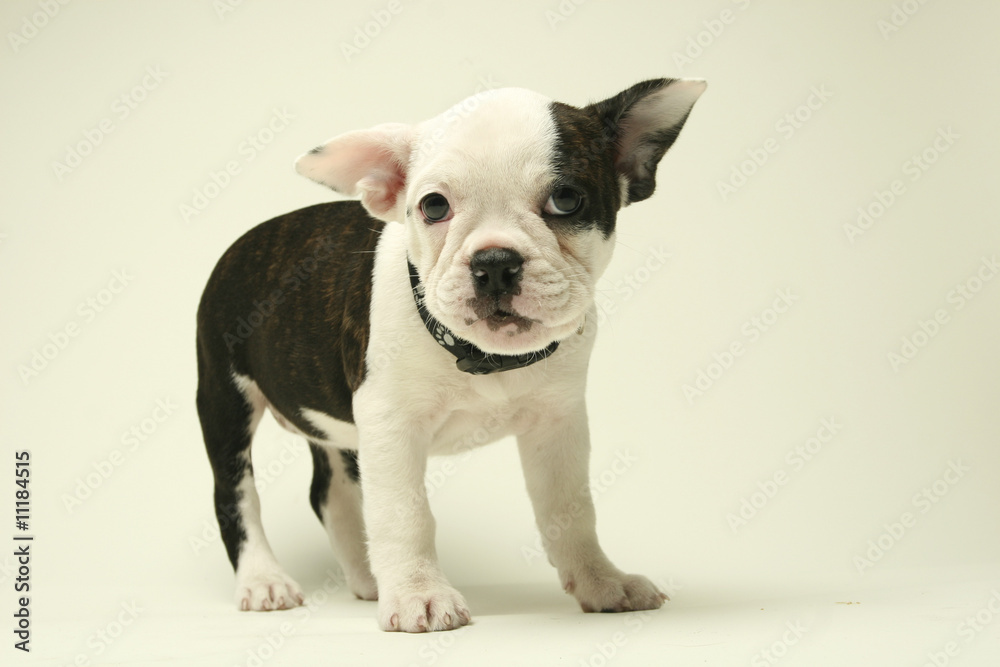 Puppy French Bull Dog Puppy French Bull Dog