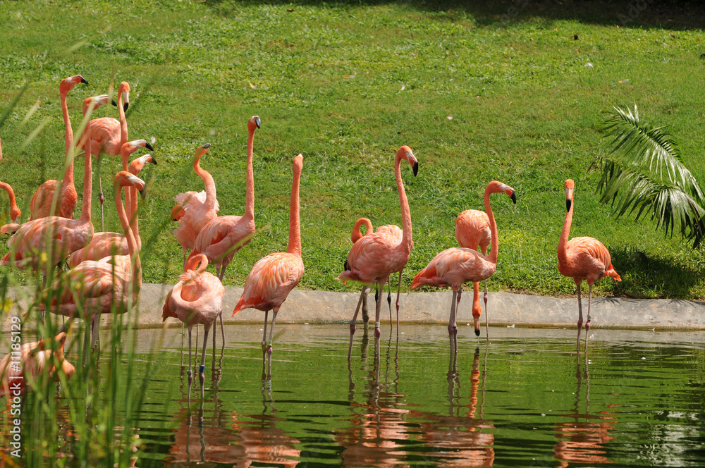Flamimgos Flamimgos