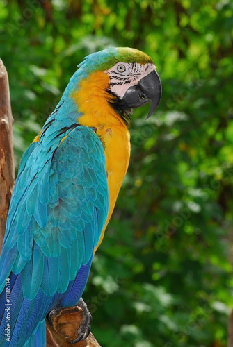 Macaw Parrot