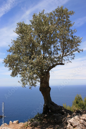 olive tree