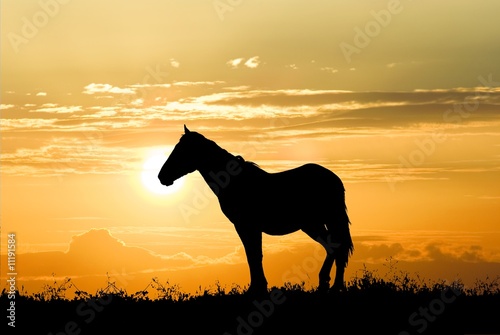 horse on an evening pasture