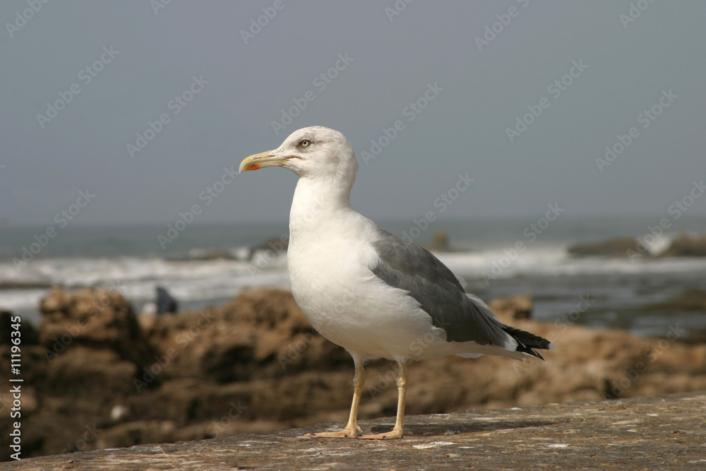 Silbermoewe (Larus argentatus) Silbermoewe (Larus argentatus)