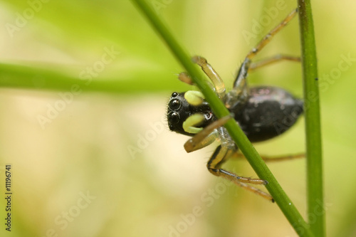 Heliophanus sp photo
