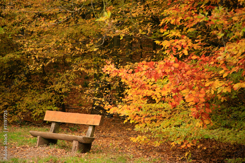 Bank im Herbstwald