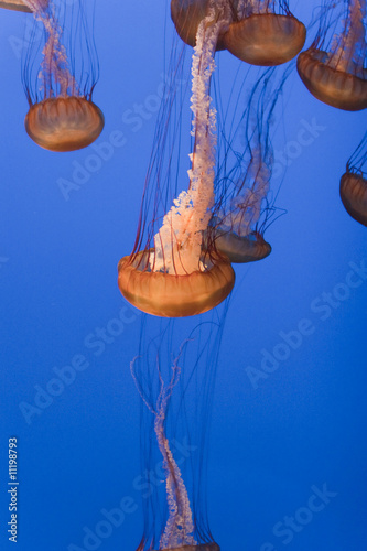 Black Sea Nettle jellyfish - golden on blue