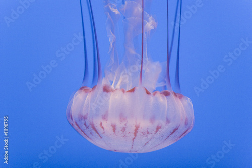 Black Sea Nettle jellyfish - gold on black closeup
