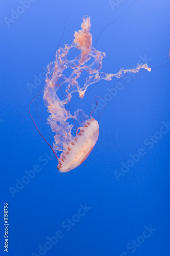 Black Sea Nettle jellyfish - gold on black gently waving
