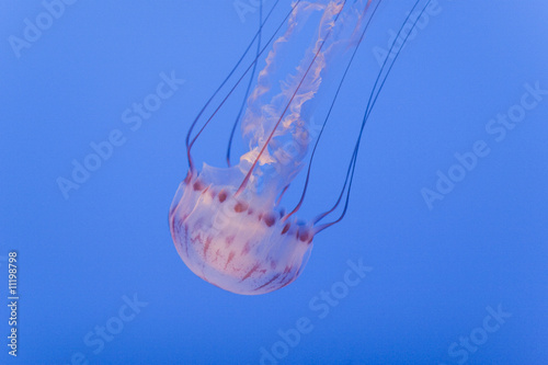 Black Sea Nettle jellyfish - gold on black singled out