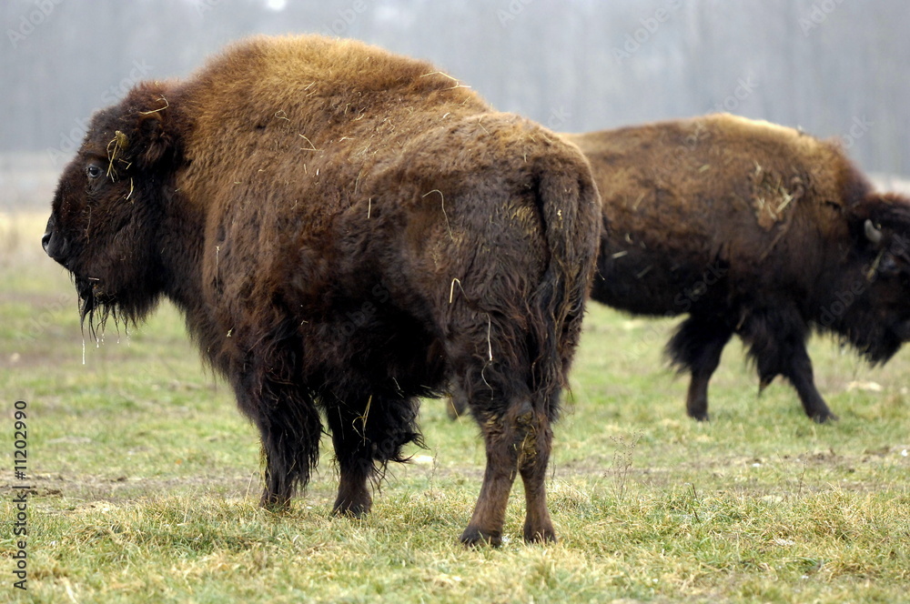 Amerikanische Bison