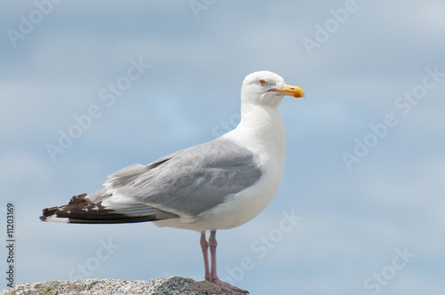 A close up portrait of a Seagull perched on a rock
