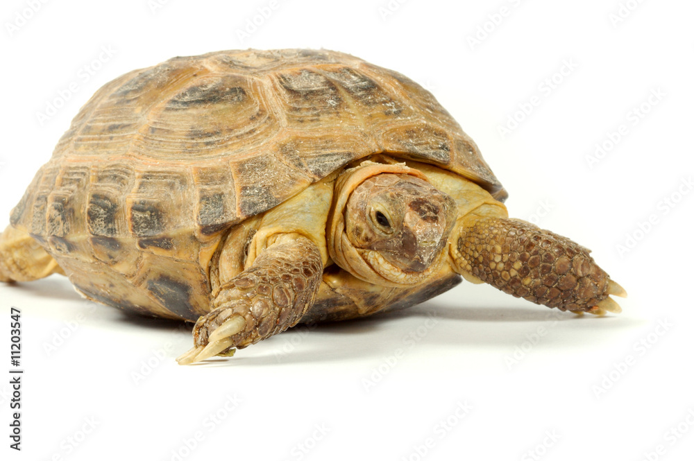 Obraz premium turtle