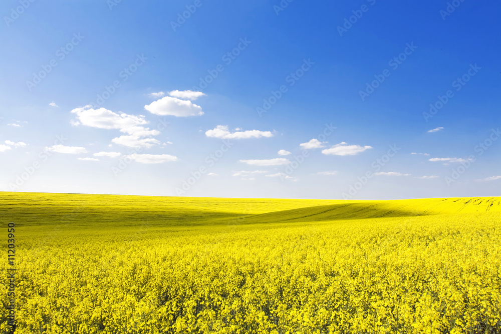 beautiful field and clear blue sky as background beautiful field and clear blue sky as background