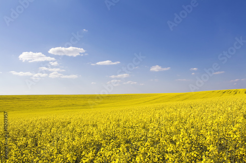 beautiful field and clear blue sky as background