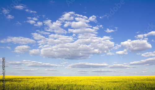 beautiful colza field and blue sky as background