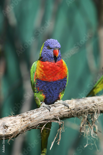 colorful red blue green bird