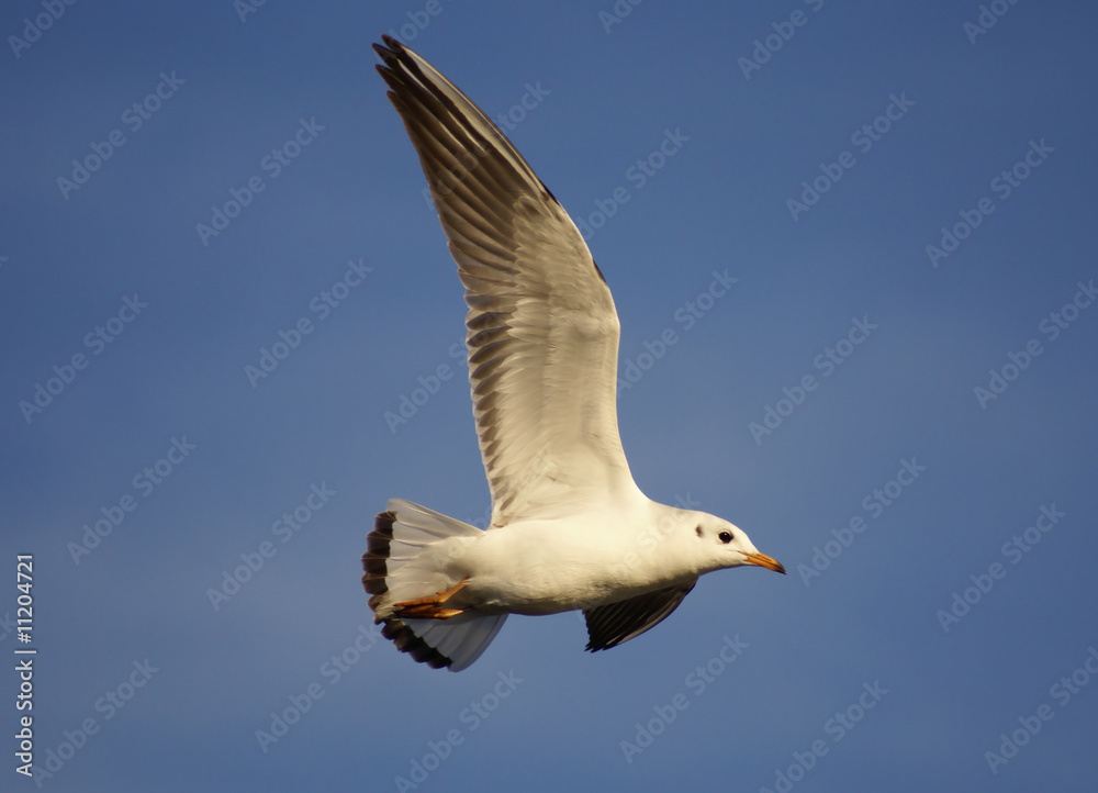 Obraz premium seagull