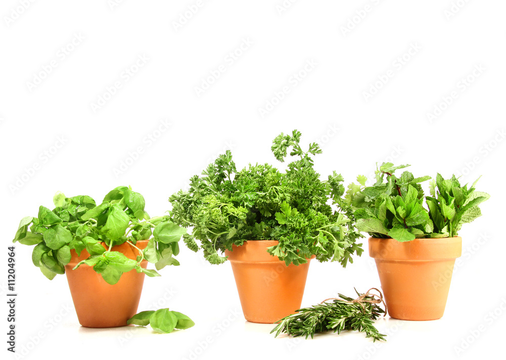 Clay pots with herbs on white