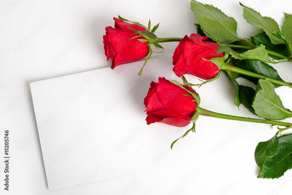 Fototapeta premium three roses with blank card