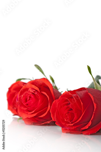 closeup three red roses vertical
