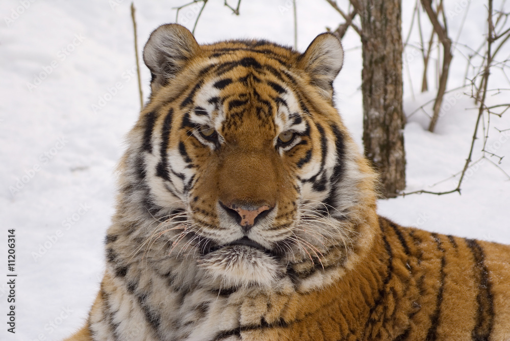 Obraz premium tiger