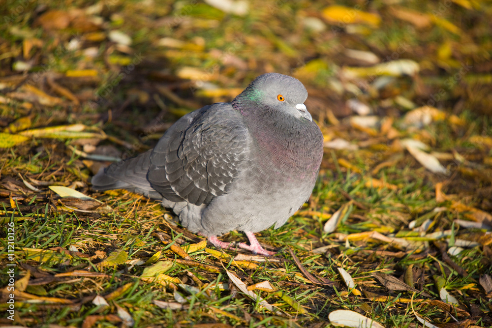 Fototapeta premium Pigeon