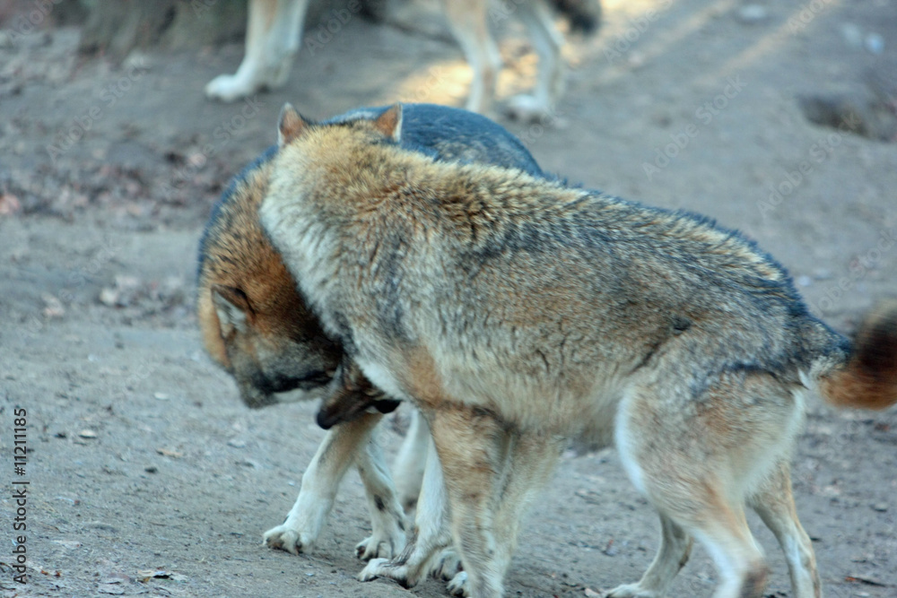 Fototapeta premium Wolf