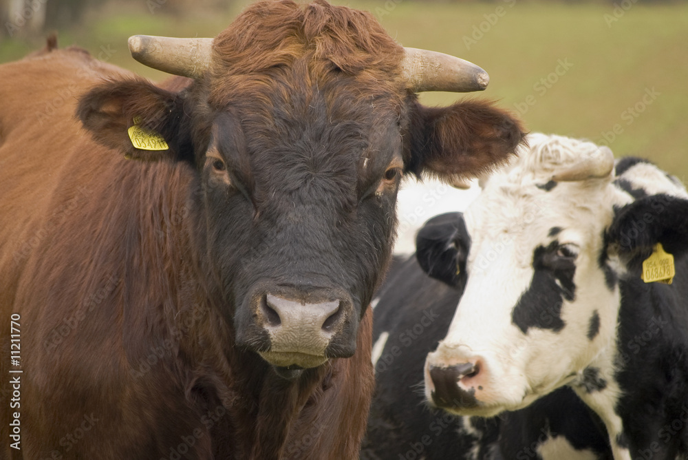 complicità tra toro e mucca