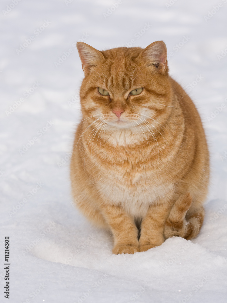 beautiful  red cat sits on to snow in winter