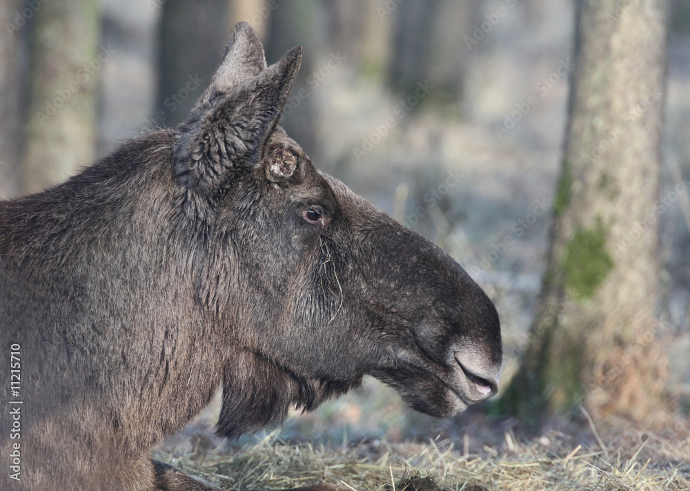 Fototapeta premium Elchkuh