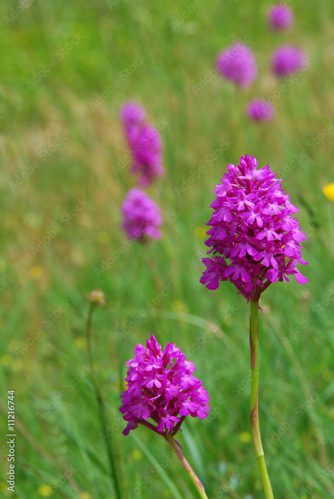 Fleurs des champs Fleurs des champs