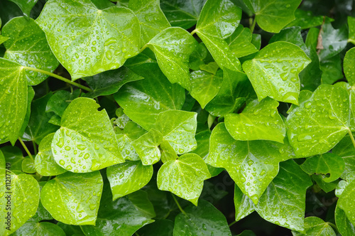 ivy foliage in park with drops of rain