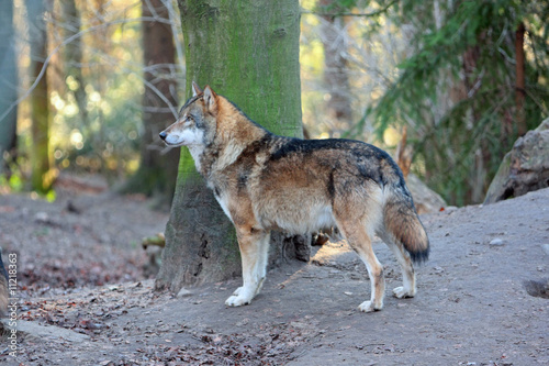 Wolf