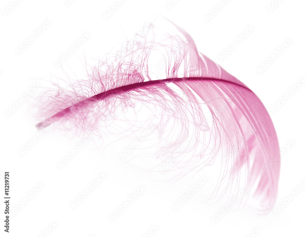 Fototapeta premium Feather