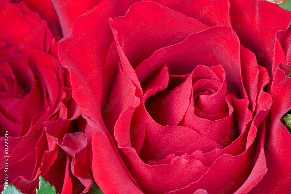 Macro of Red Roses Macro of Red Roses