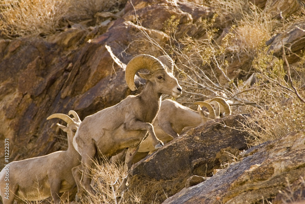 Fototapeta premium Peninsular Bighorn Sheep