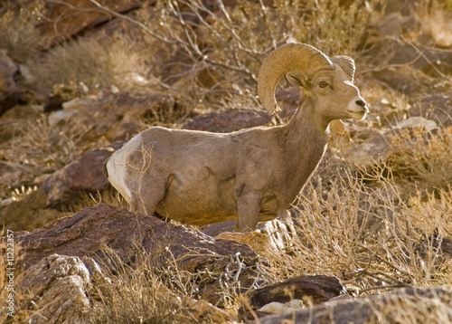 Peninsular Bighorn Sheep