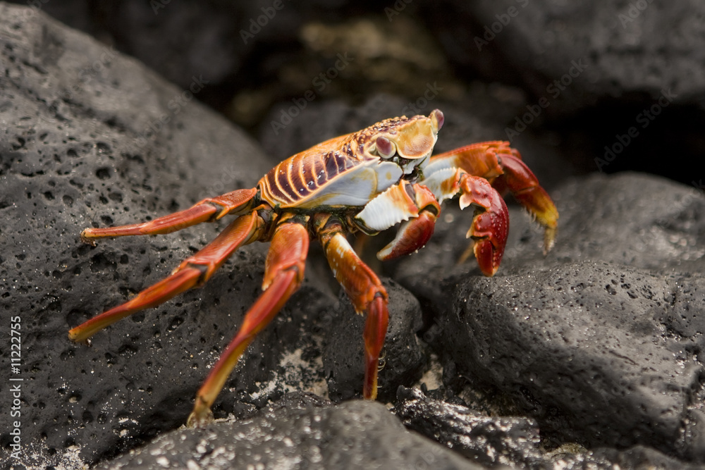 666 Sally Lightfoot crab Galapagos Islands 666 Sally Lightfoot crab Galapagos Islands